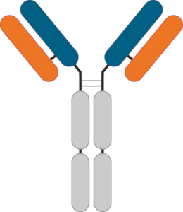 SL-325 chromosome